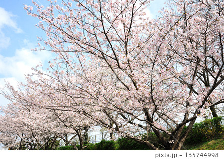 ふれあいの森の桜 ふれあいの森の桜 135744998