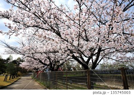 ふれあいの森の桜 ふれあいの森の桜 135745003