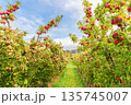 Apple orchard in Adelaide Hills 135745007