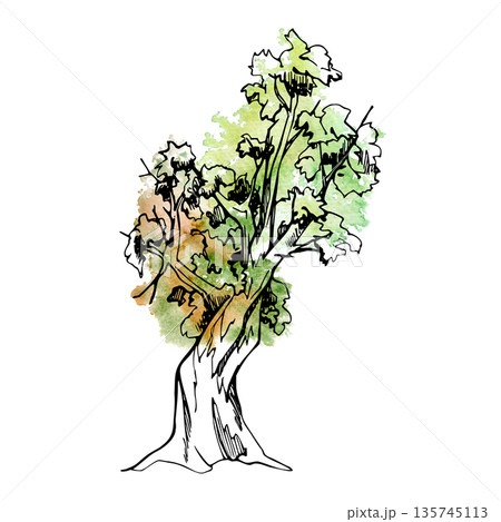 Old tree with thick twisted trunk and spreading branches, textured bark, clustered foliage. Hand drawn watercolor ink illustration for heritage themes, winery labels, nature posters, artisan branding. Old tree with thick twisted trunk and spreading branches, textured bark, clustered foliage. Hand drawn watercolor ink illustration for heritage themes, winery labels, nature posters, artisan branding. 135745113