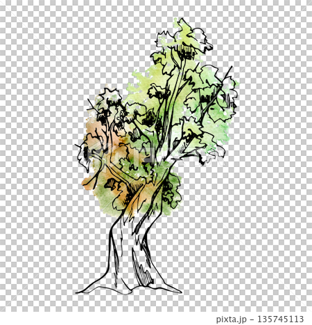 Old tree with thick twisted trunk and spreading branches, textured bark, clustered foliage. Hand drawn watercolor ink illustration for heritage themes, winery labels, nature posters, artisan branding. Old tree with thick twisted trunk and spreading branches, textured bark, clustered foliage. Hand drawn watercolor ink illustration for heritage themes, winery labels, nature posters, artisan branding. 135745113