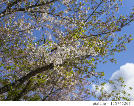 青空と散り始めた桜の花 135745267