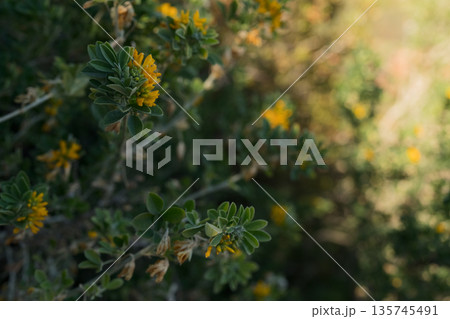 Medicago arborea blossom with copy space background 135745491