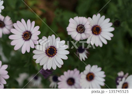 Closeup of African daisy Osteospermum flowers on a spring day 135745525