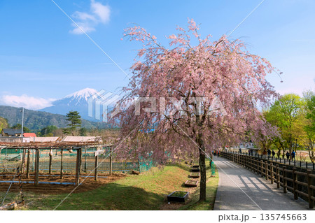Footpath by pink sakura and farm with mount Fuji, Yamanashi Footpath by pink sakura and farm with mount Fuji, Yamanashi 135745663