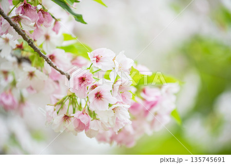 Pink cherry blossom of sakura tree at spring in Kumamoto 135745691