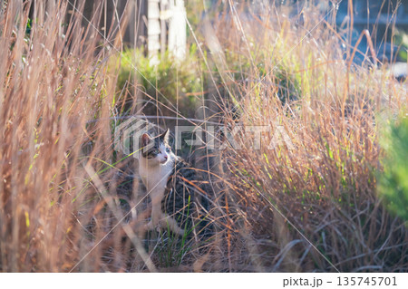 cute japanese tabby stray cat in meadow of mt. Unzen at sunset 135745701