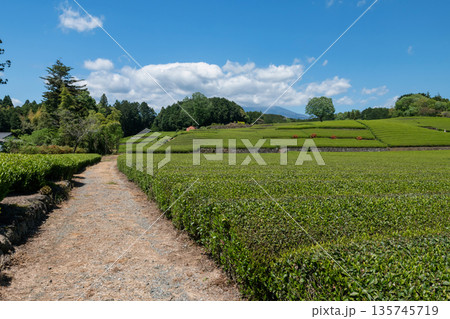 Matcha green tea Obuchi Kasaba farm with mt. Fujisan, Shizuoka Matcha green tea Obuchi Kasaba farm with mt. Fujisan, Shizuoka 135745719