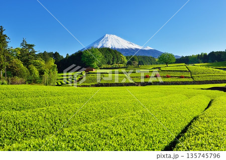 茶畑と富士山 茶畑と富士山 135745796