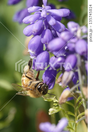 青紫色のムスカリの花の蜜を吸う小さなミツバチ 青紫色のムスカリの花の蜜を吸う小さなミツバチ 135745814