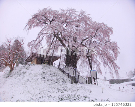 2013年4月21日 郡山市 上石の不動桜 2013年4月21日 郡山市 上石の不動桜 135746322