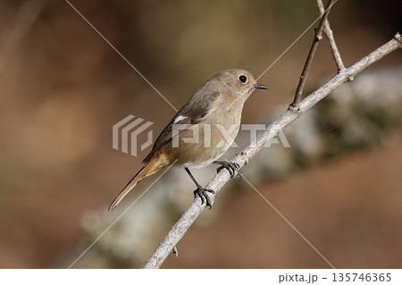 ジョウビタキ 135746365