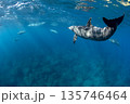 水面下を優雅に泳ぐ野生のイルカ達 135746464