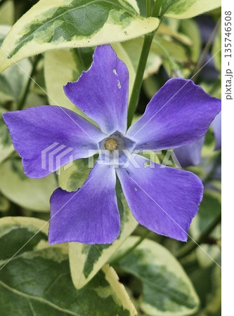 A purple flower with a white center surrounded by green leaves 135746508