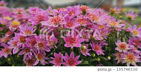 A bunch of pink flowers with yellow centers 135746510