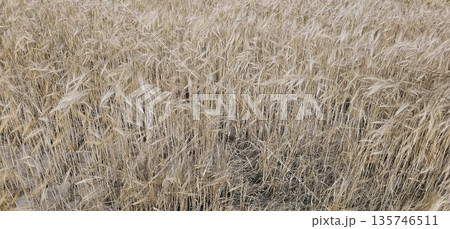 The image shows a dense field of ripe grain that looks like mature barley or wheat. The image shows a dense field of ripe grain that looks like mature barley or wheat. 135746511