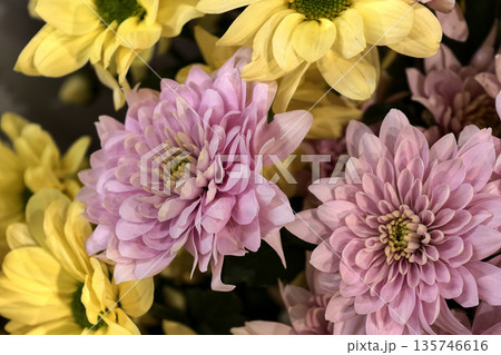 Bright pink and yellow flowers are arranged together, showing off their layered petals under natural light in a garden setting Bright pink and yellow flowers are arranged together, showing off their layered petals under natural light in a garden setting 135746616