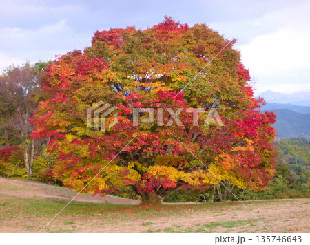 池田町 大峰高原 七色大カエデ 池田町 大峰高原 七色大カエデ 135746643