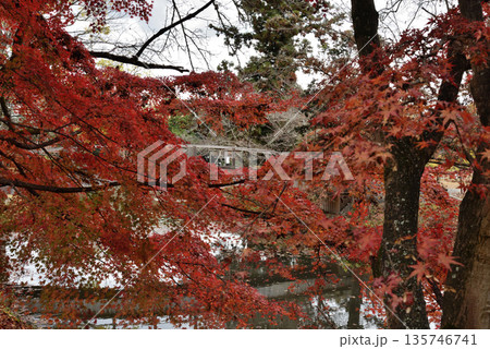 大覚寺大沢池　もみじロードと名古曽橋(京都市右京区) 135746741
