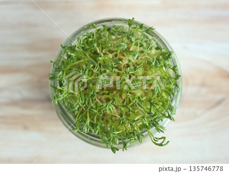 Close-up of lentil microgreens growing in a glass. 135746778