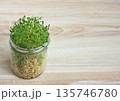 Close-up of lentil microgreens growing in a glass. 135746780