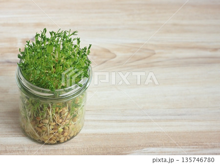 Close-up of lentil microgreens growing in a glass. Close-up of lentil microgreens growing in a glass. 135746780