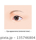 目のカラーイラスト 135746804