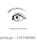 目の線画イラスト（モノクロ、ベクター画像） 135746806