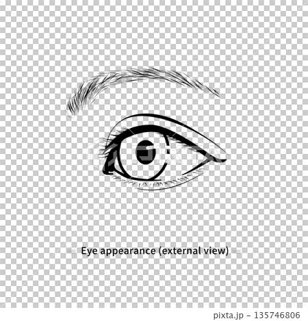 Eye line drawing illustration (monochrome, vector image) Eye line drawing illustration (monochrome, vector image) 135746806
