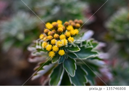 イソギク（Ajania pacifica） 135746808