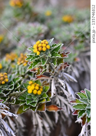 イソギク（Ajania pacifica） 135746812