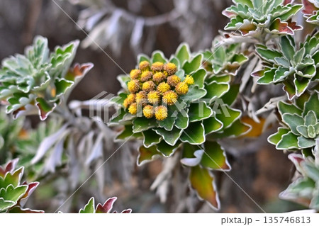 イソギク(Ajania pacifica) イソギク(Ajania pacifica) 135746813