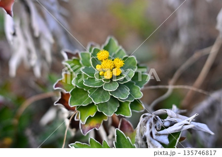 イソギク(Ajania pacifica) イソギク(Ajania pacifica) 135746817