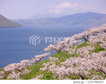 洞爺湖湖畔の梅の花畑から見た羊蹄山 135746829