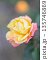Winter rose 135746869