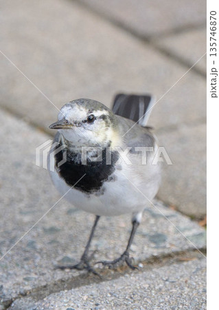 ハクセキレイ 135746870