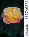 Winter rose 135746872