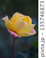 Winter rose 135746873