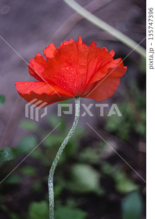 A bright red blooming poppy flower A bright red blooming poppy flower 135747396