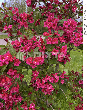 the weigela bush blooms with bright pink flowers in Belarus. the weigela bush blooms with bright pink flowers in Belarus. 135747597