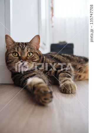 striped British shorthair marble cat lies resting 135747708