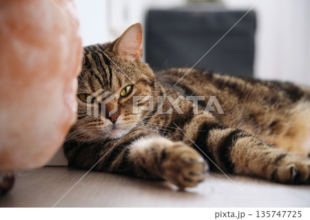 striped British shorthair marble cat lies resting striped British shorthair marble cat lies resting 135747725