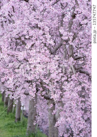 春爛漫の桜並木を散歩 春爛漫の桜並木を散歩 135747747