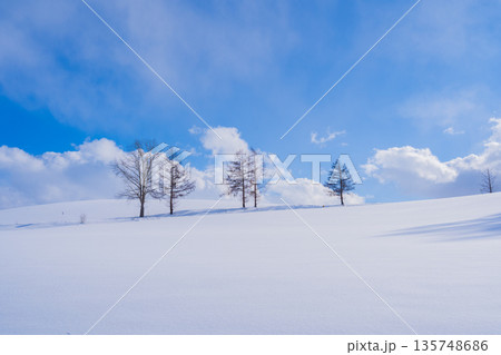【北海道•美瑛】冬のマイルドセブンの丘 135748686