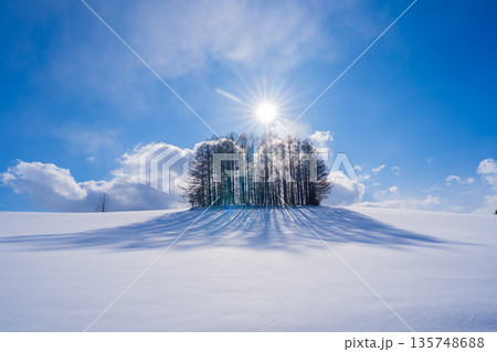 【北海道•美瑛】冬のマイルドセブンの丘 135748688