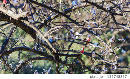 横浜市金沢区の称名寺の冬 135748857