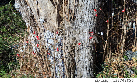 横浜市金沢区の称名寺の冬 135748859