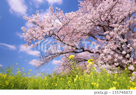 青空に映える満開の桜と菜の花 135748872