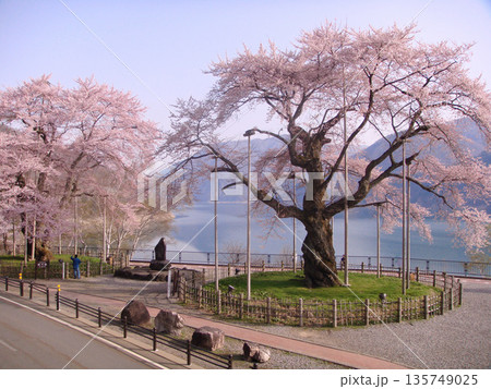 高山市荘川町　荘川桜 135749025