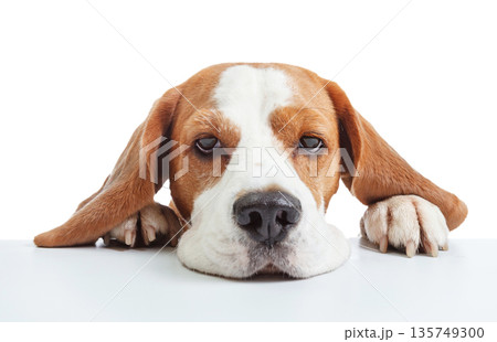 Beagle head isolated on white. 135749300